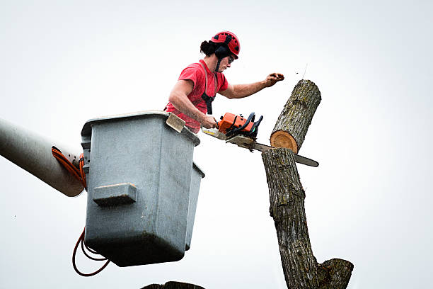 How Our Tree Care Process Works  in  Bithlo, FL