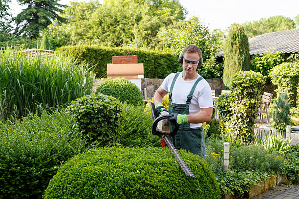 Lawn Renovation and Restoration in Bithlo, FL